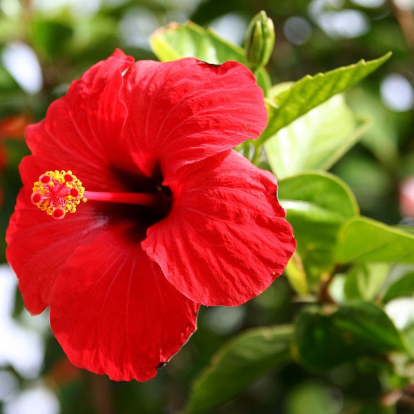 FSS Hibiscus Extract OS